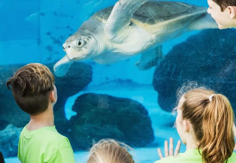 kids protect the oceans