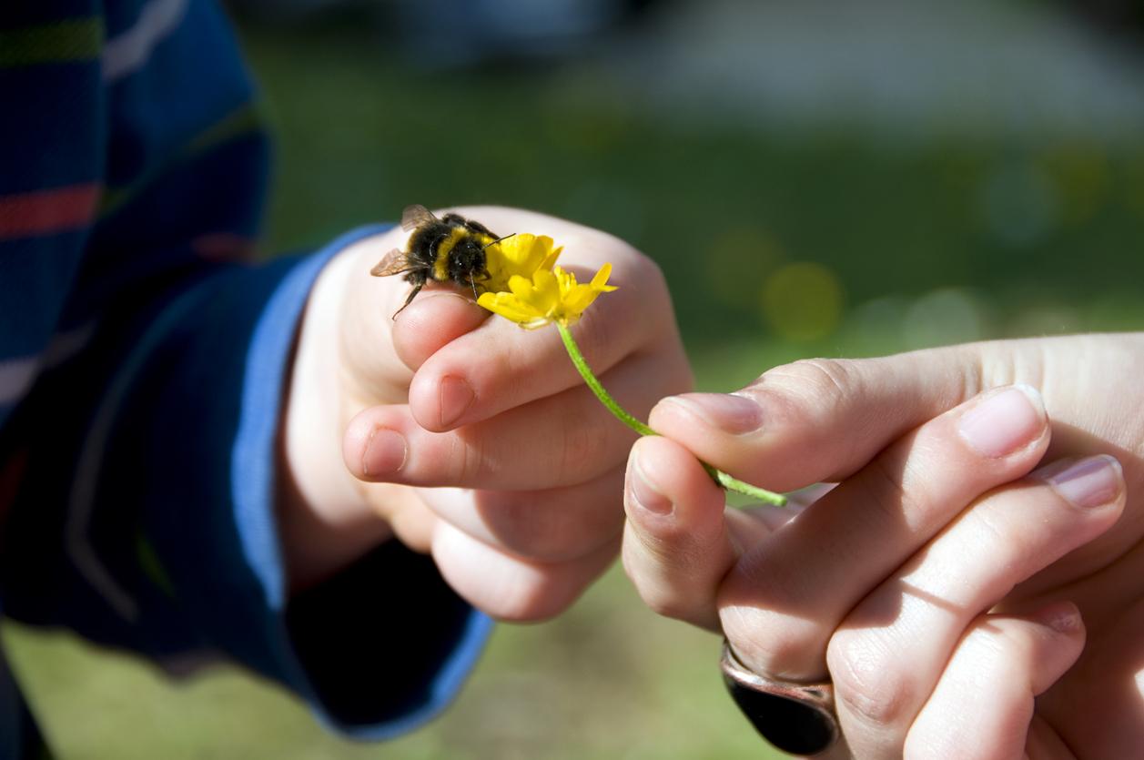 5 Fun Bee Facts for Young Learners